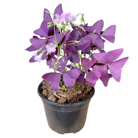 Planta de Oxalis triangularis, oxalis morado, trébol .